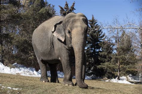 New bill seeks to limit new captivity of elephants, apes in Canada